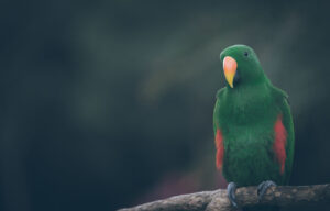 Grün-roter Vogel sitzend auf einem Ast