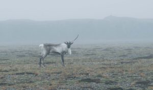 Tier bei Nebel im Freien